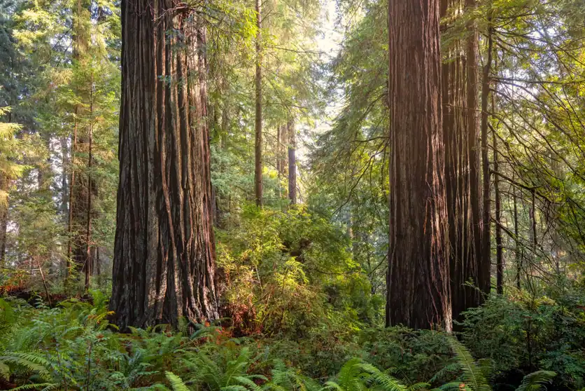 Redwood forest in Northern California, the region around Cal Poly Humboldt