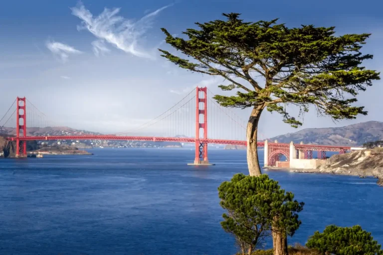 Golden Gate Bridge framed by a cypress tree in San Francisco, home of San Francisco State University