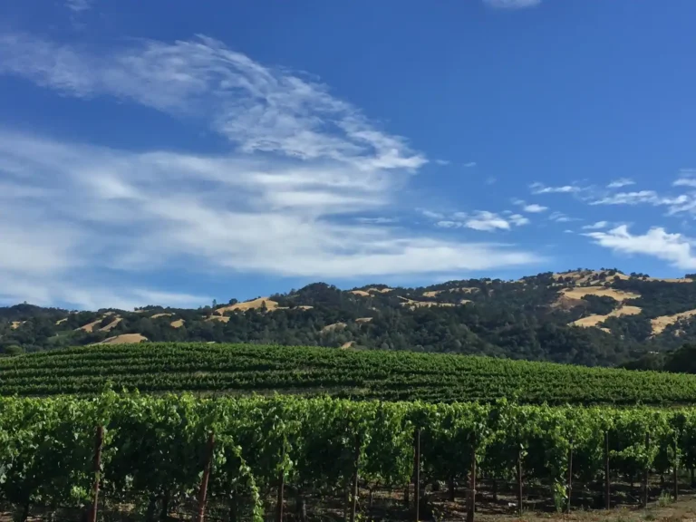 Vineyard rows and hills in Sonoma County, California, home of Sonoma State University