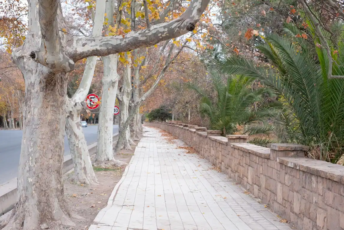 Shaded walkway lined with sycamore and palm trees